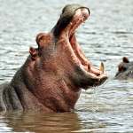 Hipopotamos
