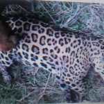 Biocidio-de-un-jaguar