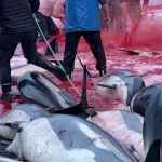 Matanza-de-delfines-en-Europa