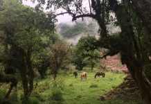 Invitan al taller sobre la «Riqueza Biológica de Tariquía» a realizarse hoy en el Comité Cívico de Tarija