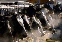 Rodrigo Paz: Ejecutivo alista la ley “Mi Bolivia Lechera” para fortalecer la producción