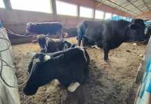 Tarija: Invitan a la feria del ganado criollo y de engorde en la comunidad de San José este 26 de abril