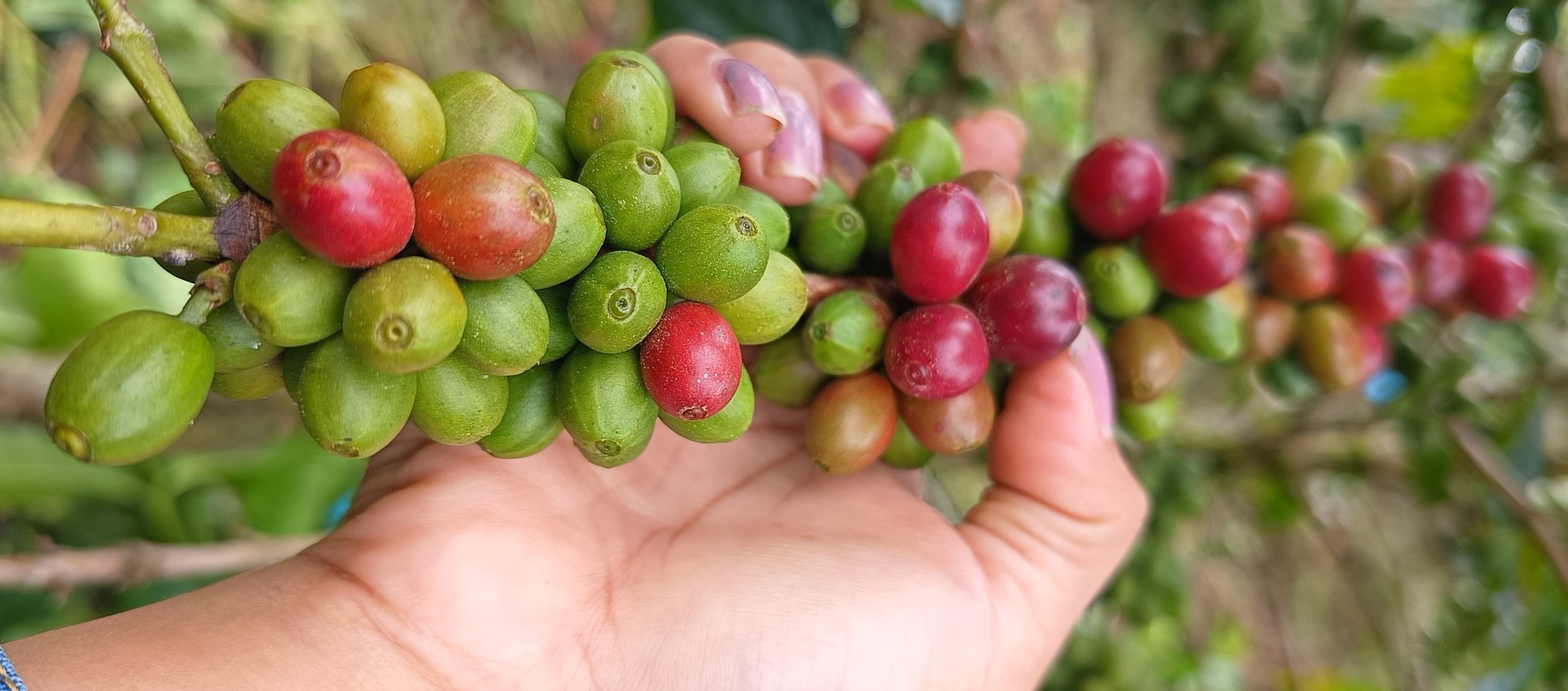 Coffee Industry Optimization: Joint Study Launched in Caranavi - News Directory 3