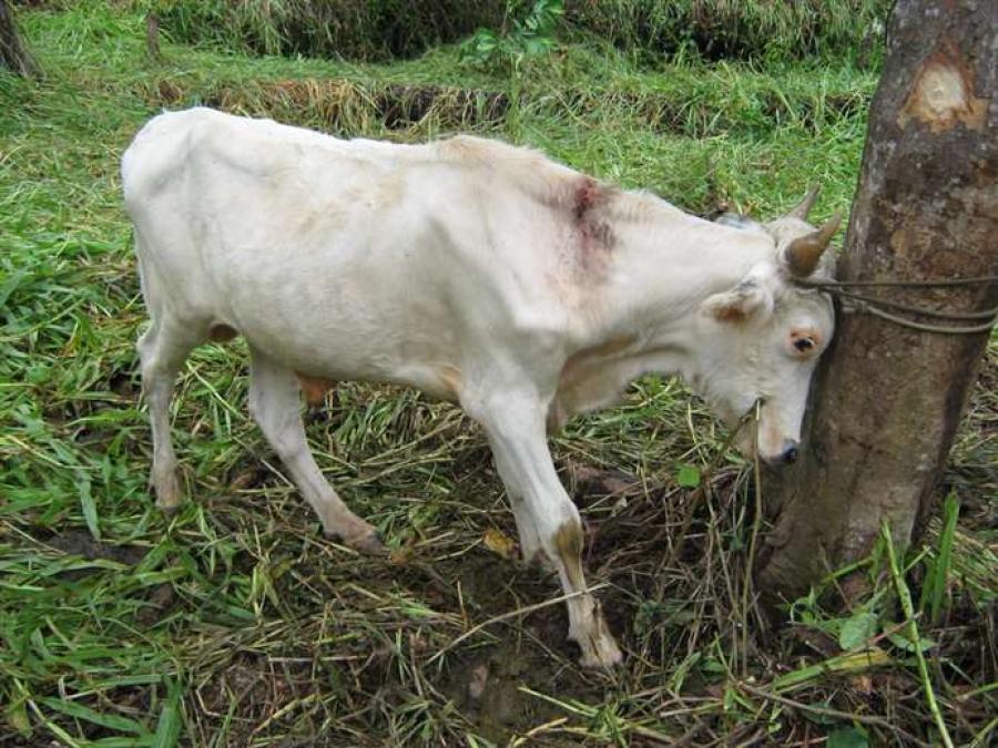 Rabia Rind Confirman caso de rabia bovina en Villa Vaca Guzmán y activan campaña ...