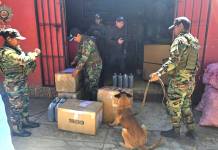 Operativos antinarcóticos en Tarija y Cochabamba detectan marihuana, hay un aprehendido