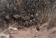Tarija: Niño mordido por una serpiente cascabel inicia diálisis tras complicaciones de salud