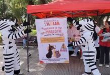 Alcaldía de Tarija inicia campaña masiva de vacunación antirrábica con más de 73.000 dosis